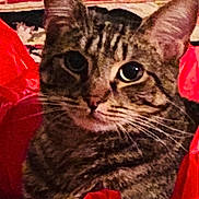 Deaglan is registered to the contest to win money with this photo: cat, tabby_cat, close_up, red_fabric, whiskers, fur, pet, animal, cute, indoor, curious, face, ears, eyes, portrait, feline, soft_texture, cozy, domestic_cat, mammal