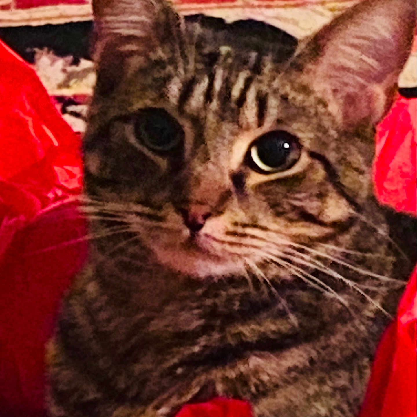 Deaglan is registered to the contest to win money with this photo: animal, cat, close_up, cozy, curious, cute, domestic_cat, ears, eyes, face, feline, fur, indoor, mammal, pet, portrait, red_fabric, soft_texture, tabby_cat, whiskers