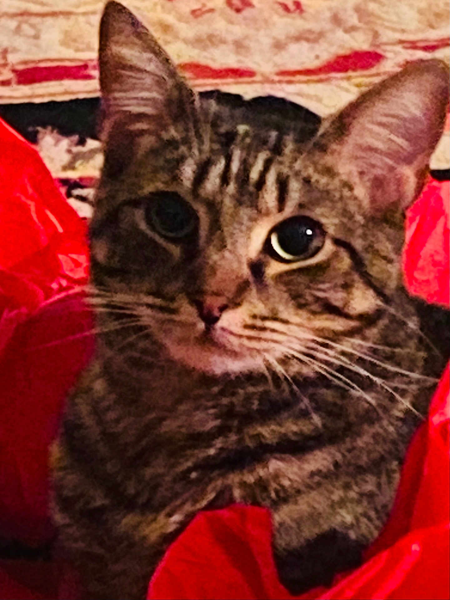 Deaglan is registered to the contest to win money with this photo: cat, tabby_cat, close_up, red_fabric, whiskers, fur, pet, animal, cute, indoor, curious, face, ears, eyes, portrait, feline, soft_texture, cozy, domestic_cat, mammal