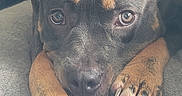 Na'La A'sharel is registered to the contest to win money with this photo: dog, pet, close_up, paws, black_and_brown, lying_down, indoor, cozy, fur, canine, face, nail, animal, looking, resting, cute, expression, domestic_animal, snout, ears