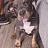 Na'La A'sharel joined the competition — help win amazing prizes! puppy, dog, pet, floor, wooden_floor, indoor, couch, collar, curious, cute, brown, black, white, legs, person, paws, ears, sitting, looking_up, animal