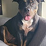 Na'La A'sharel is registered to the contest to win money with this photo: dog, canine, pet, indoor, couch, gray_couch, tongue_out, happy, smiling, black_dog, brown_markings, ears_up, sitting, natural_light, window, cozy, portrait, animal, companion, cute