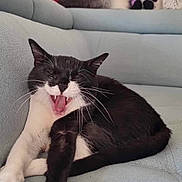 Rakoun participe au concours pour gagner de l'argent avec cette photo : cat, black_and_white, yawning, stretching, couch, indoor, pet, feline, whiskers, paws, fur, relaxed, cozy, pillows, stuffed_toys, home, comfortable, animal, mammal, living_room