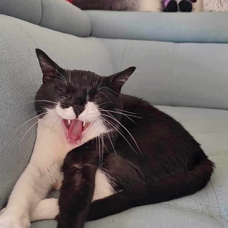 Rakoun participe au concours pour gagner de l'argent avec cette photo : animal, black_and_white, cat, comfortable, couch, cozy, feline, fur, home, indoor, living_room, mammal, paws, pet, pillows, relaxed, stretching, stuffed_toys, whiskers, yawning