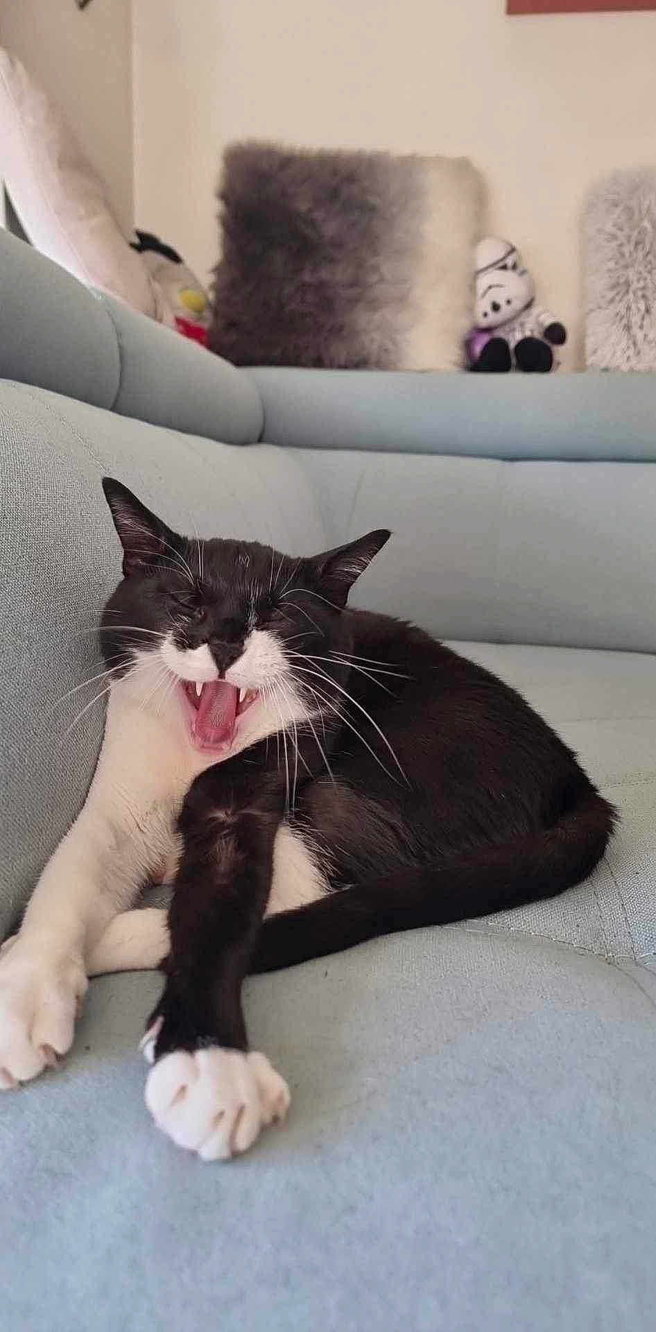 Rakoun participe au concours pour gagner de l'argent avec cette photo : cat, black_and_white, yawning, stretching, couch, indoor, pet, feline, whiskers, paws, fur, relaxed, cozy, pillows, stuffed_toys, home, comfortable, animal, mammal, living_room