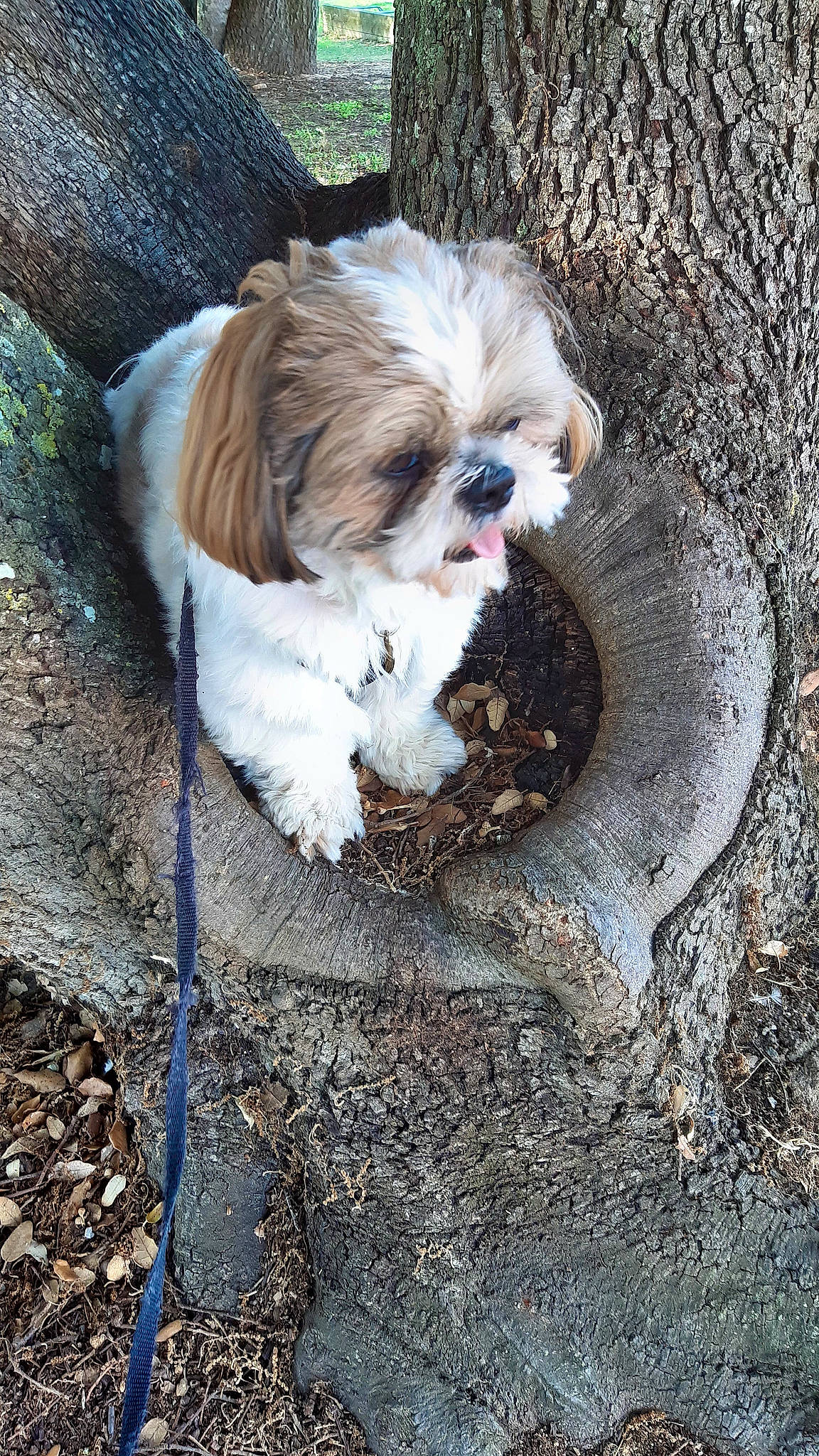 Tchoupy participe au concours pour gagner de l'argent avec cette photo : asphalt, carnivore, companion_dog, dog, dog_breed, fawn, fur, liver, road_surface, shih_tzu, snout, soil, sporting_group, terrestrial_animal, terrier, toy_dog, tree, wildlife, wood, working_animal
