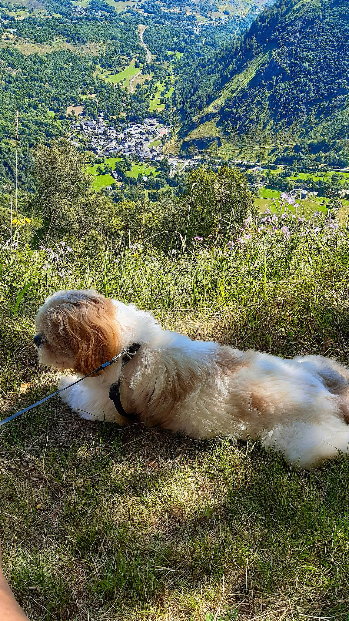 Tchoupy participe au concours pour gagner de l'argent avec cette photo : canidae, carnivore, companion_dog, dog, dog_breed, fawn, grass, grassland, landscape, liver, mountain, natural_landscape, pasture, plant, sporting_group, terrestrial_animal, terrier, toy_dog, tree, working_animal