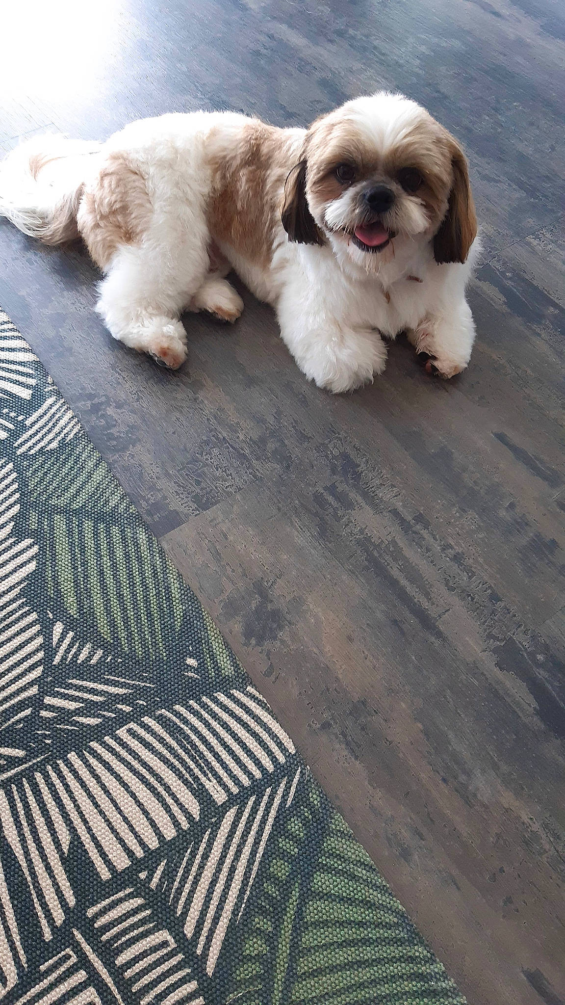 Tchoupy a rejoint le concours — aidez-le/la à gagner de superbes lots ! asphalt, canidae, carnivore, companion_dog, dog, dog_breed, dog_supply, fawn, flooring, fur, grass, hardwood, liver, pattern, shih_tzu, sporting_group, terrestrial_animal, toy_dog, wood, working_animal