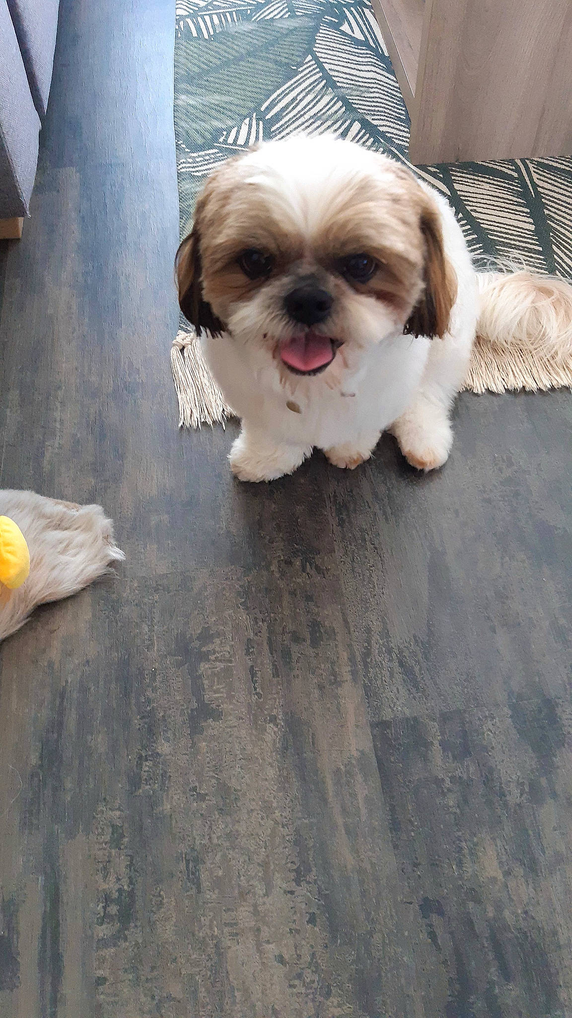 Tchoupy a rejoint le concours — aidez-le/la à gagner de superbes lots ! canidae, carnivore, companion_dog, dog, dog_breed, dog_clothes, dog_collar, dog_supply, fawn, flooring, fur, hardwood, liver, road_surface, shih_tzu, snout, sporting_group, toy_dog, wood, working_animal