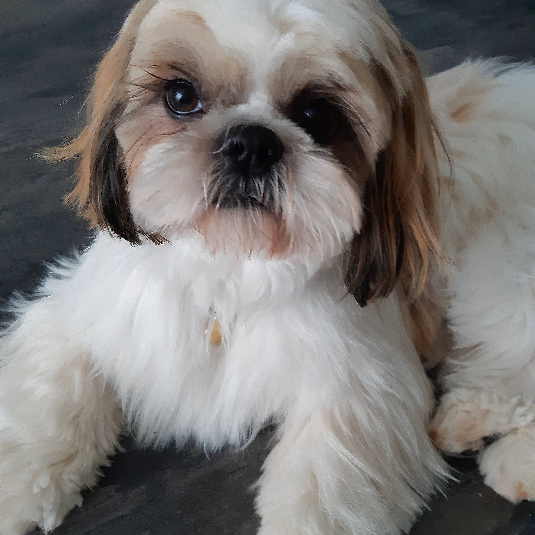 Tchoupy a rejoint le concours — aidez-le/la à gagner de superbes lots ! biting, canidae, carnivore, companion_dog, dog, dog_breed, dog_supply, fawn, fur, head, liver, mal_shi, maltepoo, shih_poo, shih_tzu, snout, sporting_group, terrestrial_animal, toy_dog, working_animal