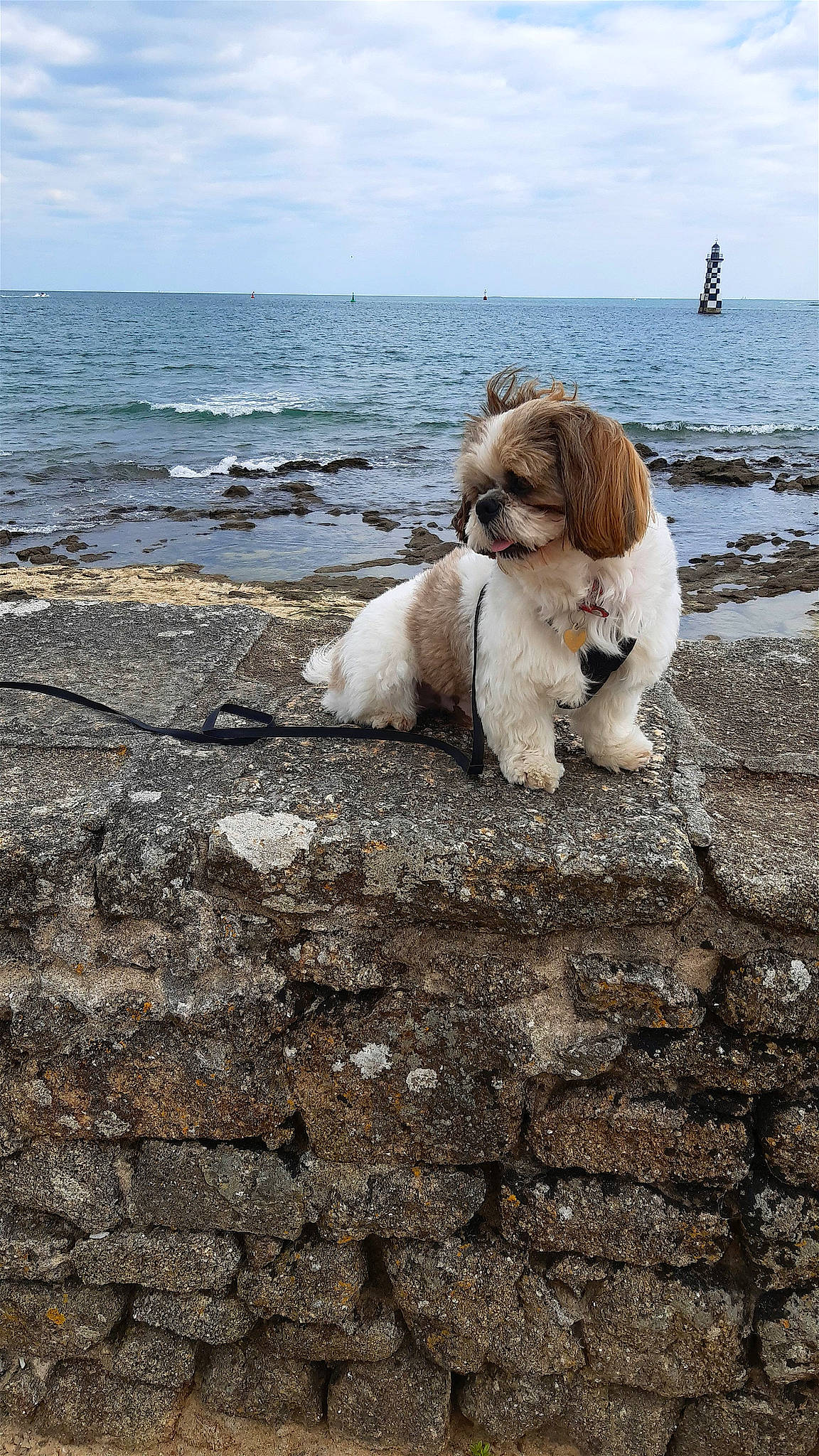 Tchoupy a rejoint le concours — aidez-le/la à gagner de superbes lots ! canidae, carnivore, cloud, companion_dog, dog, dog_breed, fawn, fur, horizon, liver, ocean, rock, sky, soil, sporting_group, tail, toy_dog, water, wood, working_animal