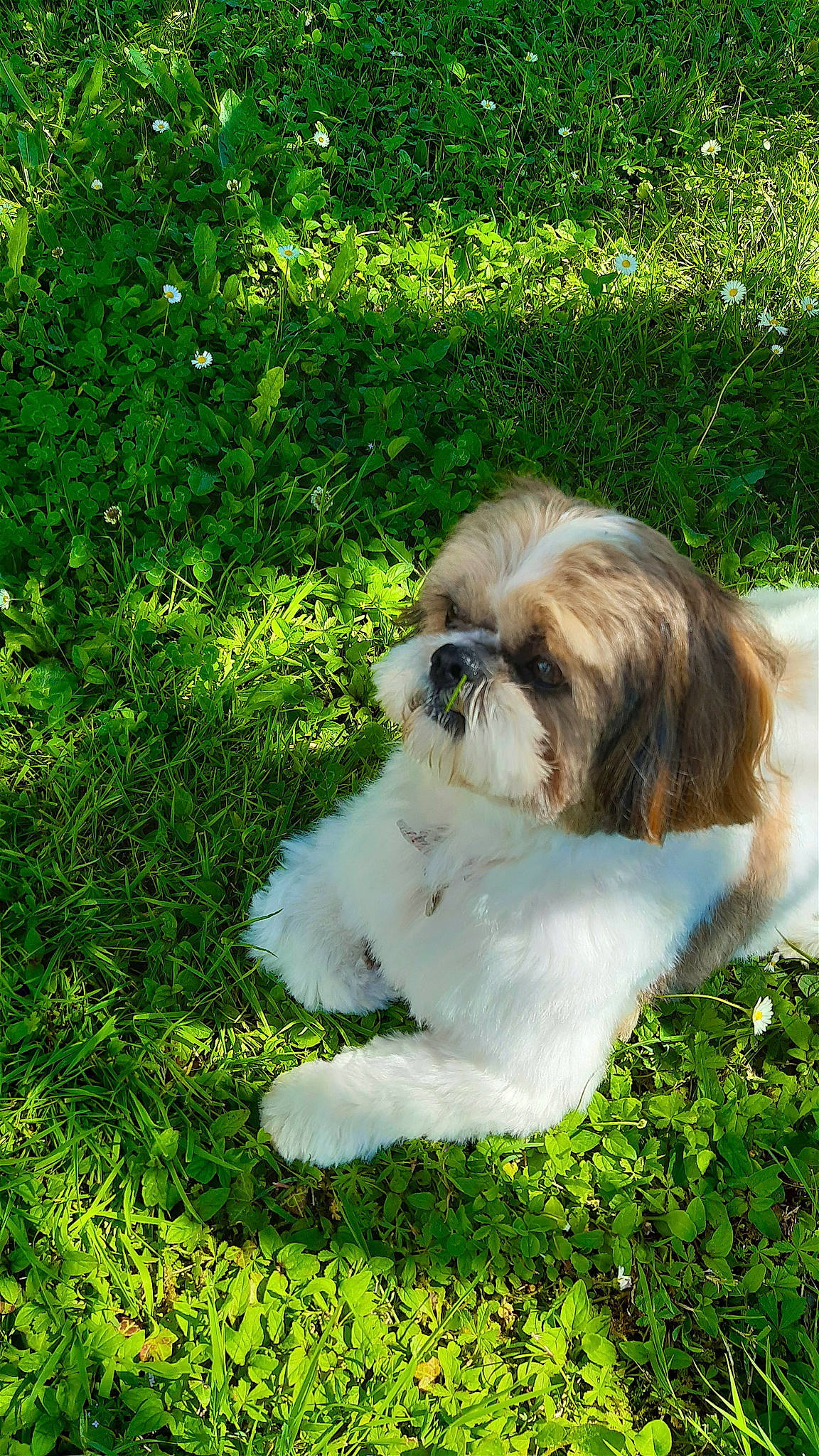 Tchoupy a rejoint le concours — aidez-le/la à gagner de superbes lots ! canidae, carnivore, companion_dog, dog, dog_breed, fawn, fur, grass, groundcover, liver, mal_shi, maltepoo, plant, shih_tzu, snout, sporting_group, terrestrial_animal, toy_dog, water_dog, working_animal