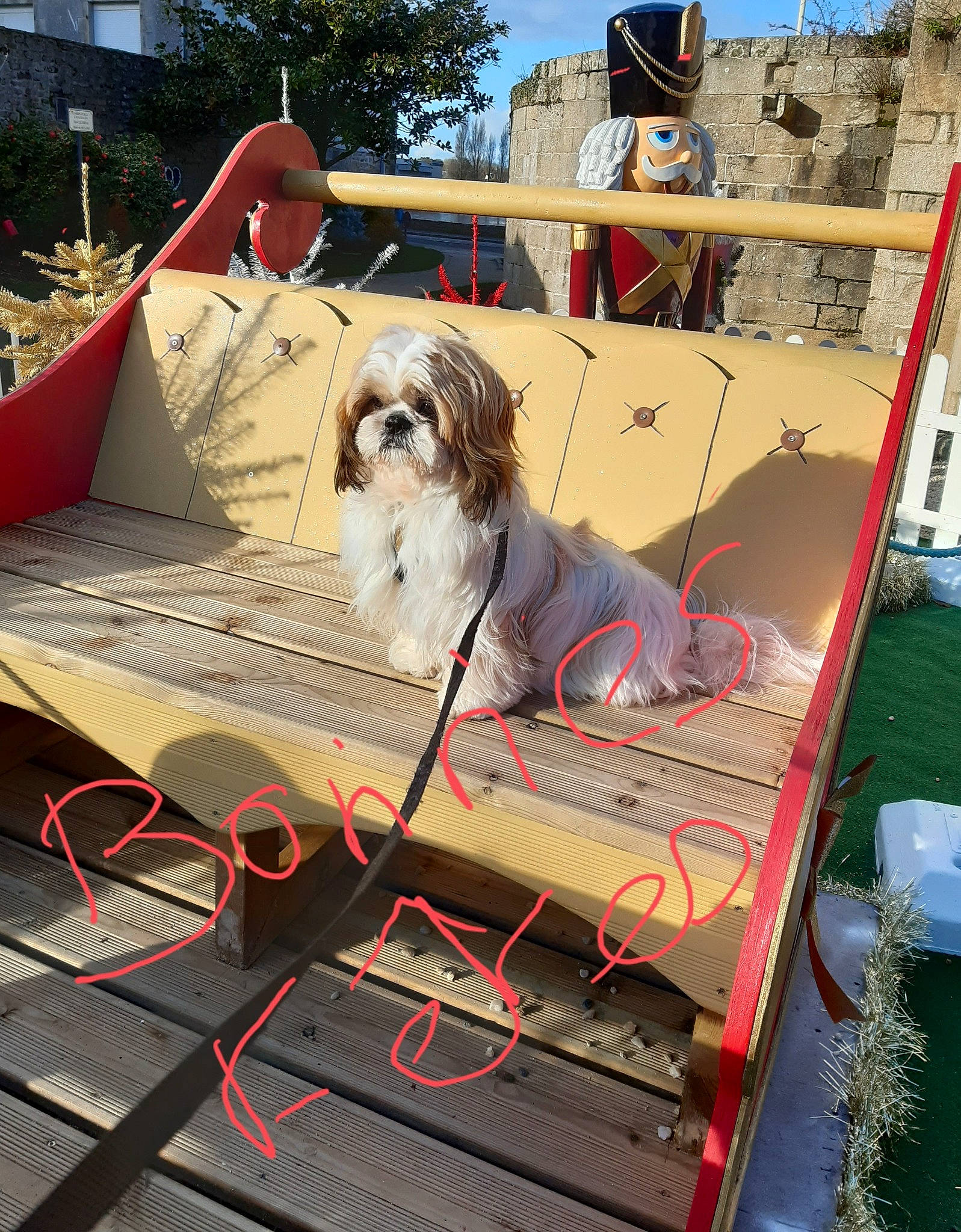 Tchoupy a rejoint le concours — aidez-le/la à gagner de superbes lots ! canidae, carnivore, companion_dog, dog, dog_breed, eyewear, fawn, flooring, fun, grass, leisure, outdoor_furniture, plant, recreation, shade, sitting, sky, sporting_group, toy_dog, tree