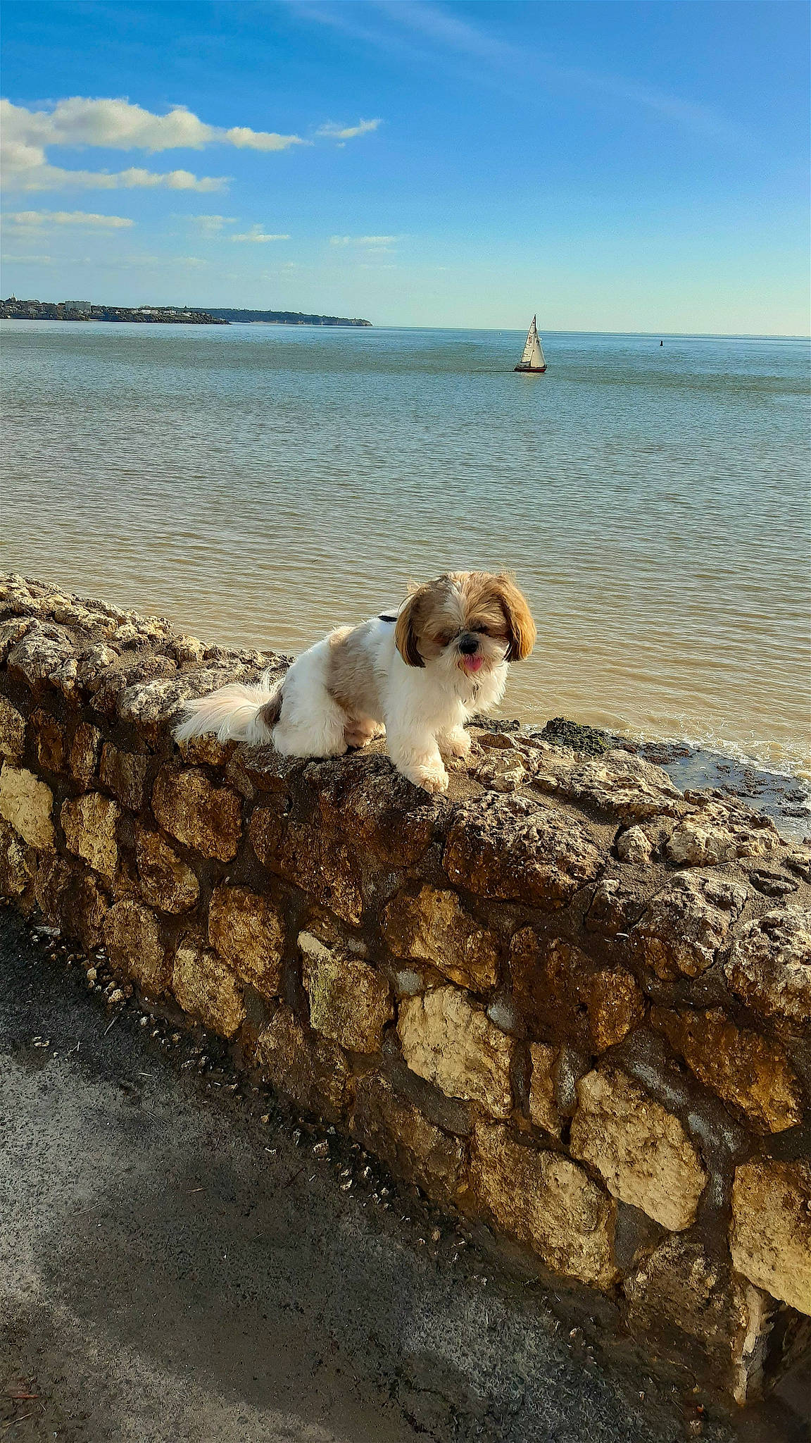 Tchoupy participe au concours pour gagner de l'argent avec cette photo : beach, boat, calm, carnivore, cloud, coast, companion_dog, dog, dog_breed, fawn, horizon, lake, morning, shore, sky, sporting_group, tail, water, wind_wave, wood