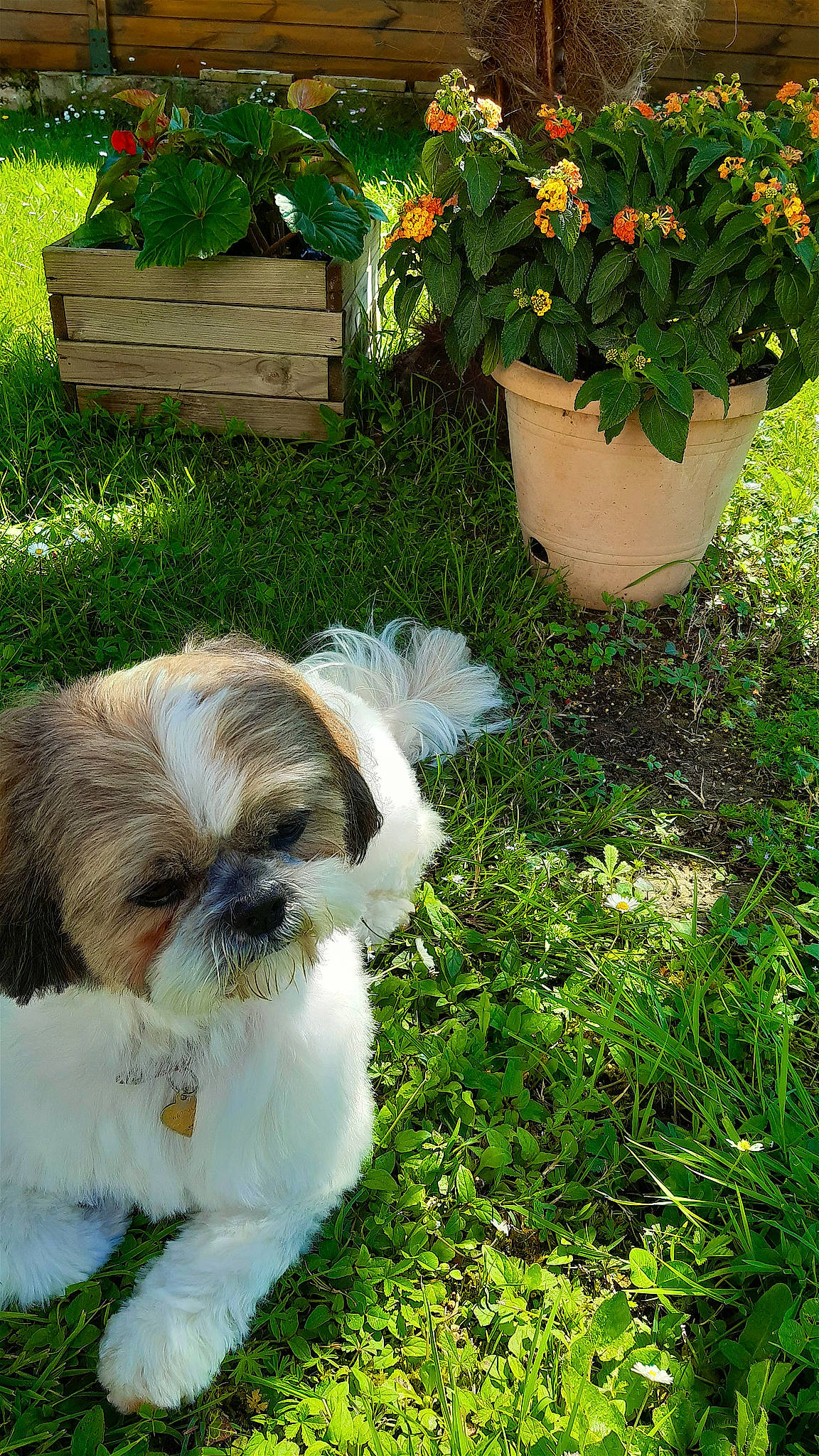 Tchoupy a rejoint le concours — aidez-le/la à gagner de superbes lots ! annual_plant, botany, carnivore, companion_dog, dog, dog_breed, fawn, flower, flowerpot, grass, groundcover, houseplant, liver, plant, shih_tzu, shrub, snout, terrier, toy_dog, water_dog