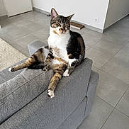 Bounty a rejoint le concours — aidez-le/la à gagner de superbes lots ! cat, tabby, white_fur, couch, gray_couch, indoor, relaxed, seated, pet, animal, floor, tile_floor, minimalistic, home, furniture, resting, cute, domestic_cat, face, ears