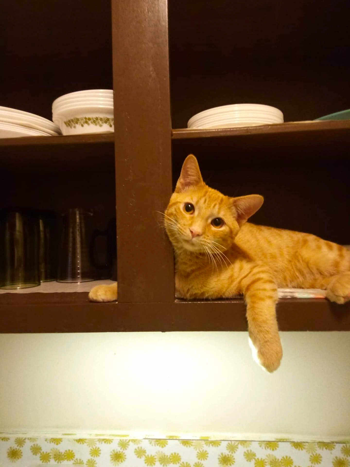 Milo
