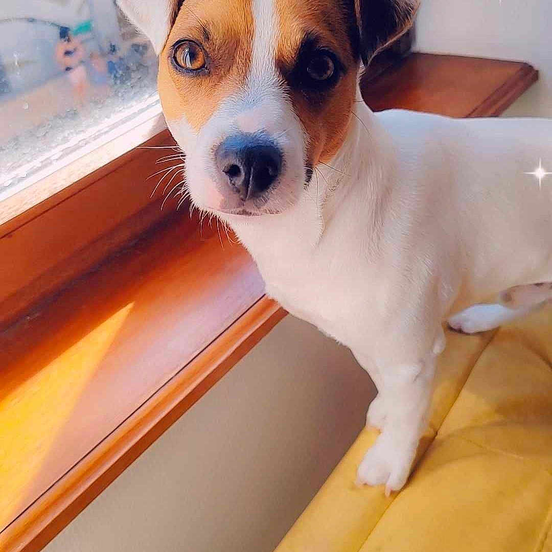 Spirou participe au concours pour gagner de l'argent avec cette photo : animal, baywindow, canine, cushion, dog, hardwood, homedecor, hound, kangaroo, pet, pillow, puppy, stainedwood, window, windowsill, wood