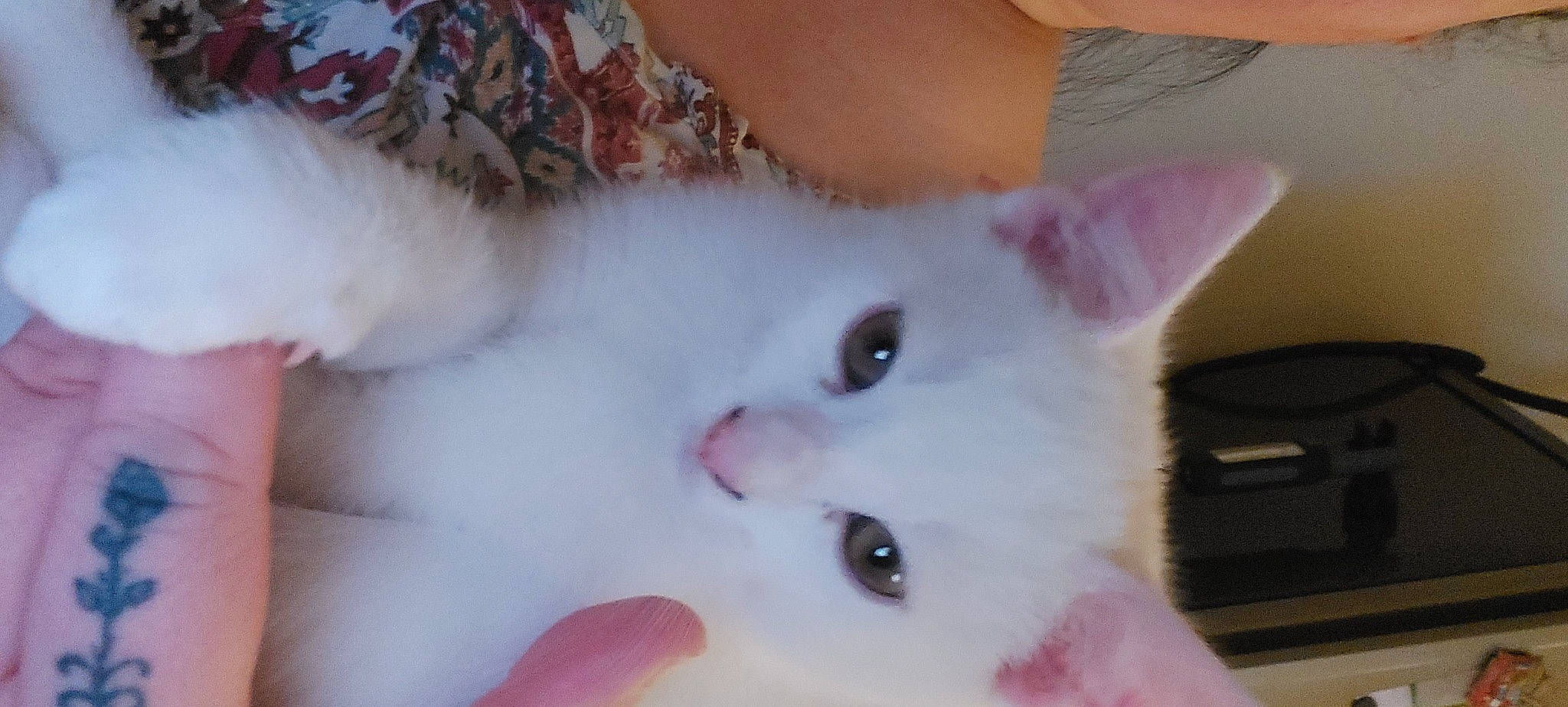 Nacho a rejoint le concours — aidez-le/la à gagner de superbes lots ! carnivore, cat, claw, domestic_short_haired_cat, ear, fawn, felidae, fur, iris, paw, small_to_medium_sized_cats, snout, tail, whiskers