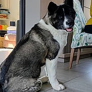 Aïko a rejoint le concours — aidez-le/la à gagner de superbes lots ! animal, black_and_white, cabinet, chair, cozy, dog, domestic, floor, fur, furniture, happy, home, indoor, living_room, looking_back, pet, seated, smiling, tile, tongue_out