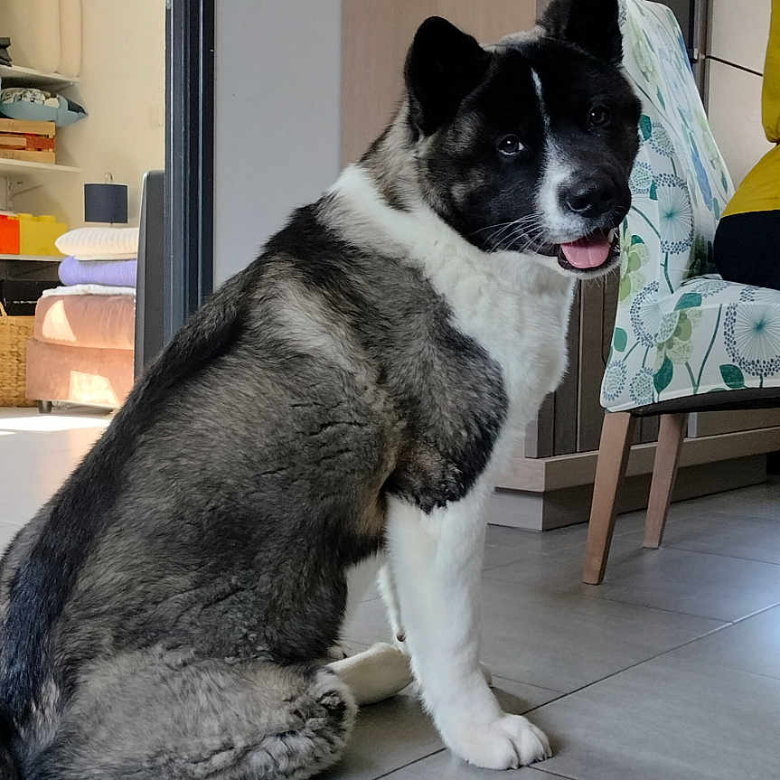 Aïko