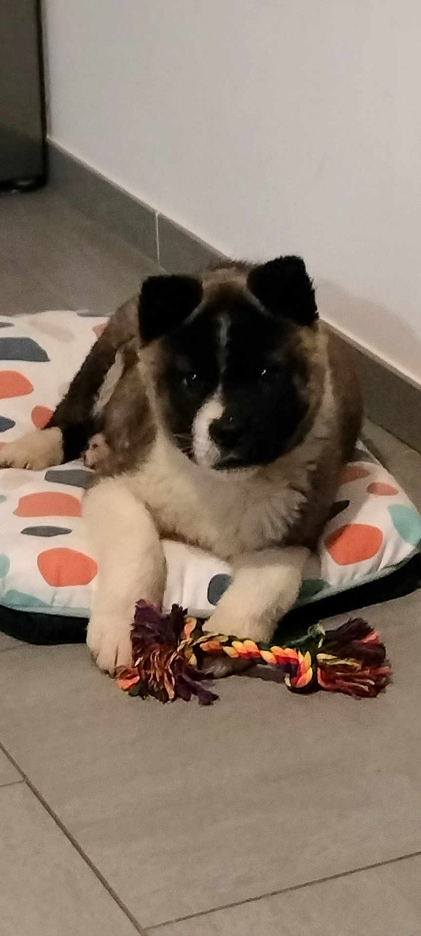 Aïko a rejoint le concours — aidez-le/la à gagner de superbes lots ! puppy, dog, toy, cushion, floor, indoor, pet, animal, rope_toy, lying_down, colorful, tile_floor, cute, fur, playful, domestic, young, resting, brown, white