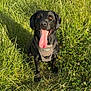 Ace is registered to the contest to win money with this photo: animal, black_dog, canine, closeup, daylight, dog, ears, field, friendly, grass, happy, harness, nature, outdoor, pet, playful, sitting, summer, sunlight, tongue_out