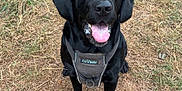 Ace is registered to the contest to win money with this photo: animal, black_labrador, canine, collar, dog, ears, eyes, friendly, fur, grass, happy, harness, muzzle, nature, outdoor, pet, playful, sitting, summer, tongue_out