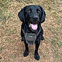 animal, black_labrador, canine, collar, dog, ears, eyes, friendly, fur, grass, happy, harness, muzzle, nature, outdoor, pet, playful, sitting, summer, tongue_out