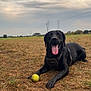 animal, black_dog, canine, cloudy, collar, daytime, dog, field, grass, happy, landscape, lying_down, nature, outdoor, pet, playing, power_lines, sky, tennis_ball, tongue_out