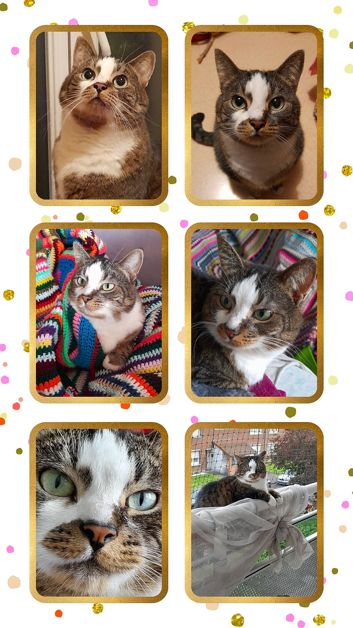 Nivéa a rejoint le concours — aidez-le/la à gagner de superbes lots ! art, carnivore, cat, collage, domestic_short_haired_cat, felidae, fur, mammal, pattern, paw, photo_caption, photograph, rectangle, small_to_medium_sized_cats, snapshot, snout, tail, vertebrate, whiskers, white