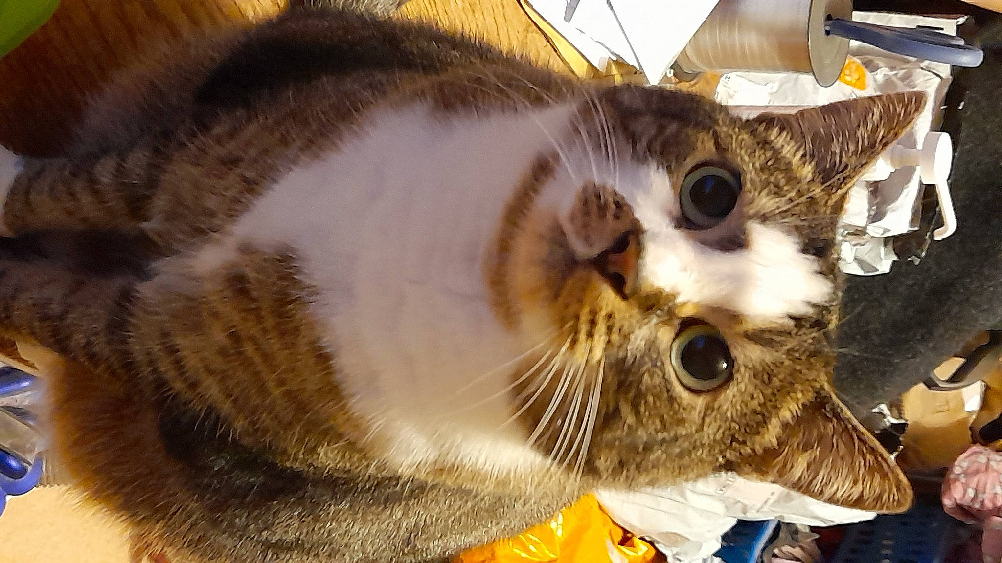 Nivéa a rejoint le concours — aidez-le/la à gagner de superbes lots ! carnivore, cat, claw, domestic_short_haired_cat, fawn, felidae, fur, paw, small_to_medium_sized_cats, snout, whiskers