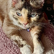 Nenette a rejoint le concours — aidez-le/la à gagner de superbes lots ! animal, blanket, blue_eyes, cat, close_up, collar, cute, feline, fur, indoor, mammal, paws, pet, pink, relaxed, resting, sunlight, texture, whiskers, white