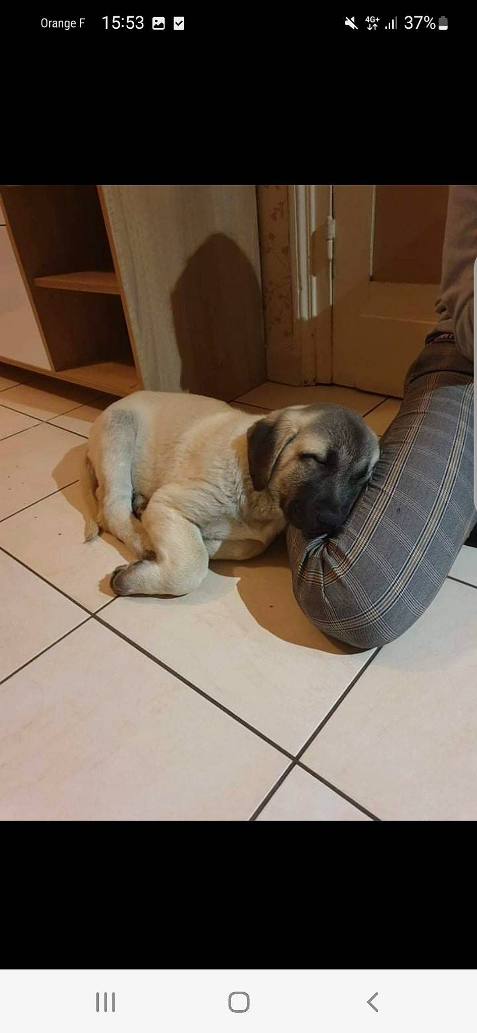 Sekiz participe au concours pour gagner de l'argent avec cette photo : canidae, carnivore, collar, comfort, companion_dog, dog, dog_breed, dog_supply, fawn, floor, flooring, fur, hardwood, liver, pet_supply, rectangle, snout, sporting_group, wood, working_animal