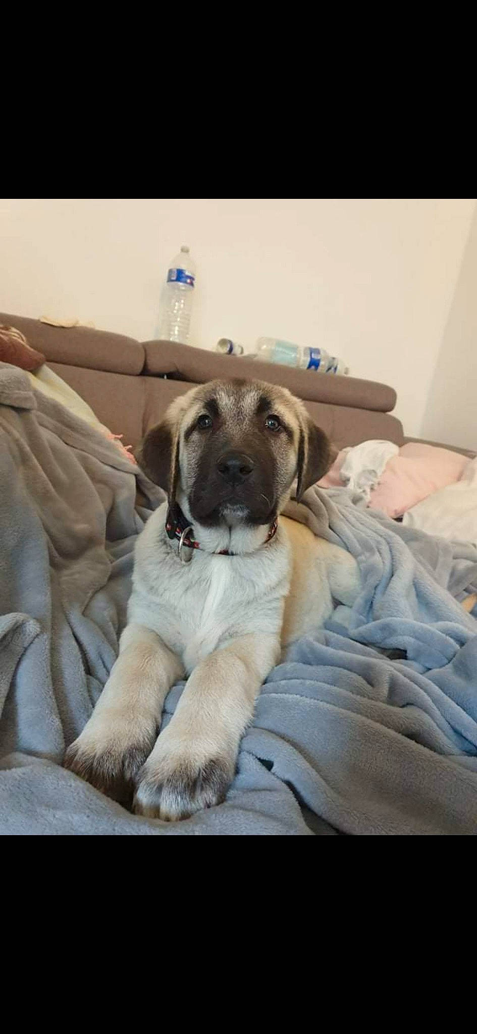 Sekiz participe au concours pour gagner de l'argent avec cette photo : bottle, canidae, carnivore, comfort, companion_dog, dog, dog_breed, fawn, fur, linens, nap, sitting, sporting_group, working_animal, wrinkle