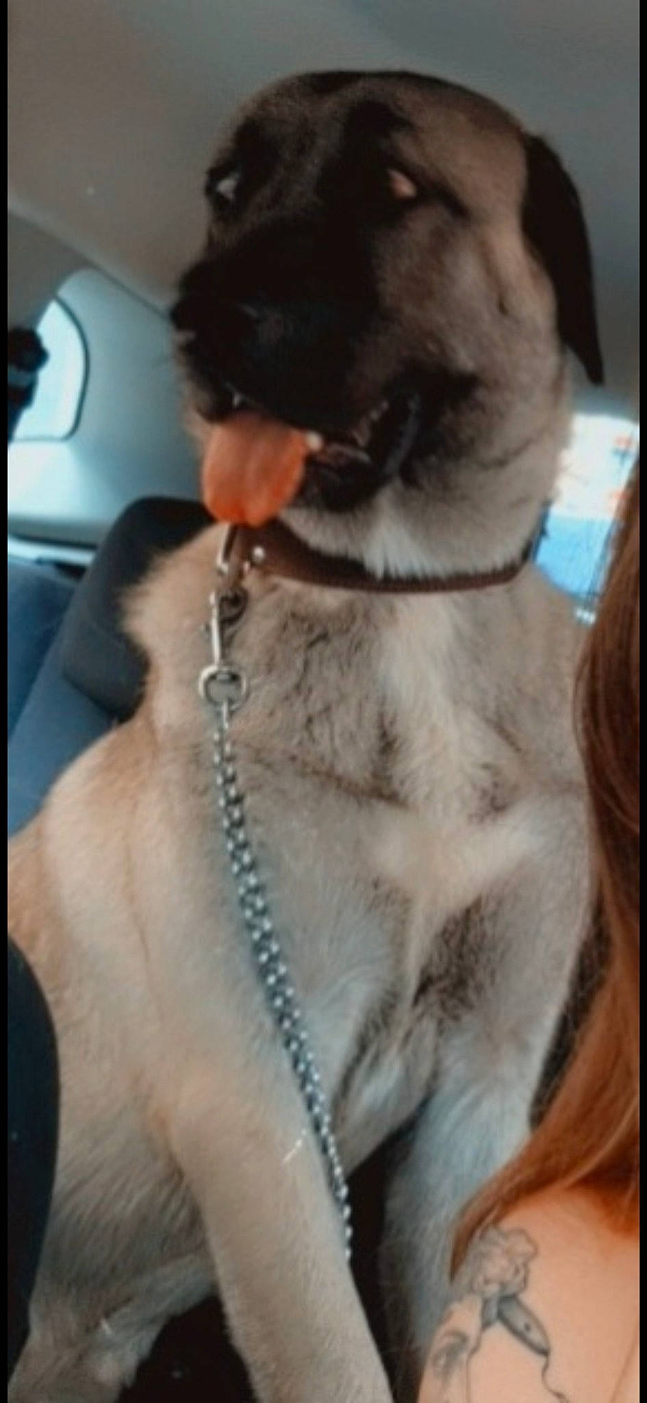 Sekiz participe au concours pour gagner de l'argent avec cette photo : carnivore, cat, claw, collar, companion_dog, dog_breed, dog_collar, ear, fawn, felidae, fur, gesture, natural_material, paw, pet_supply, small_to_medium_sized_cats, snout, tail, terrestrial_animal, whiskers