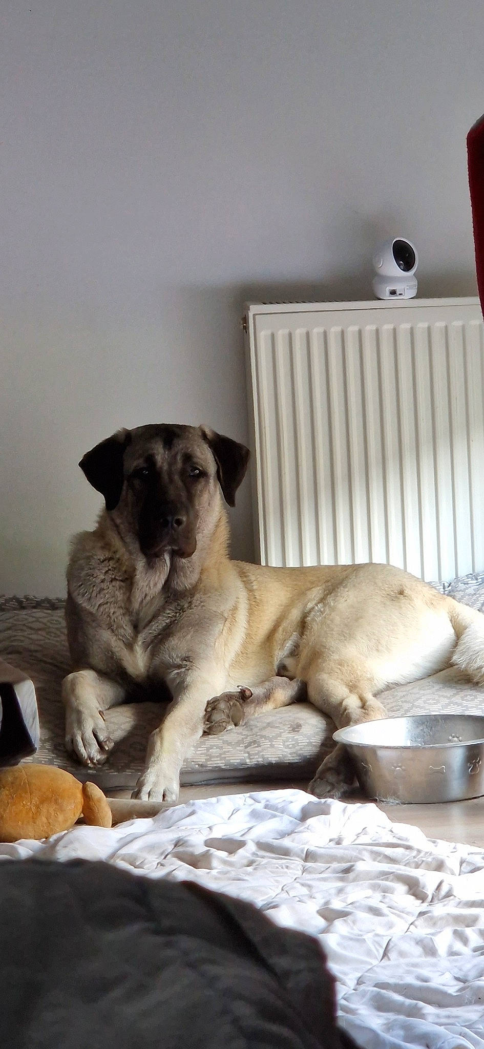 Sekiz a rejoint le concours — aidez-le/la à gagner de superbes lots ! bored, canidae, carnivore, comfort, companion_dog, dog, dog_breed, dog_supply, fawn, grey, paw, puppy, serveware, snout, sporting_group, terrestrial_animal, whiskers, wood, working_animal, wrinkle