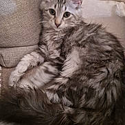 Angel a rejoint le concours — aidez-le/la à gagner de superbes lots ! animal, cat, couch, cozy, cute, ears, fabric, fluffy, fur, gray, home, indoor, kitten, looking, pet, relaxing, resting, sofa, tabby, whiskers