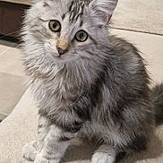 Angel participe au concours pour gagner de l'argent avec cette photo : cat, kitten, gray_fur, tabby, fluffy, pet, cute, animal, indoor, soft_surface, curious, young_cat, whiskers, ears, paws, sitting, domestic_cat, feline, fur_pattern, closeup
