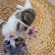 Blue a rejoint le concours — aidez-le/la à gagner de superbes lots ! kitten, cat, paw, playful, curious, woven_mat, texture, indoor, pet, animal, fur, whiskers, eyes, closeup, motion_blur, cute, small, young, domestic_cat, reaching