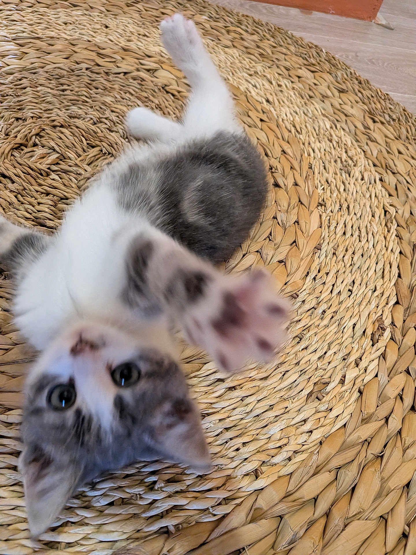 Blue a rejoint le concours — aidez-le/la à gagner de superbes lots ! kitten, cat, paw, playful, curious, woven_mat, texture, indoor, pet, animal, fur, whiskers, eyes, closeup, motion_blur, cute, small, young, domestic_cat, reaching