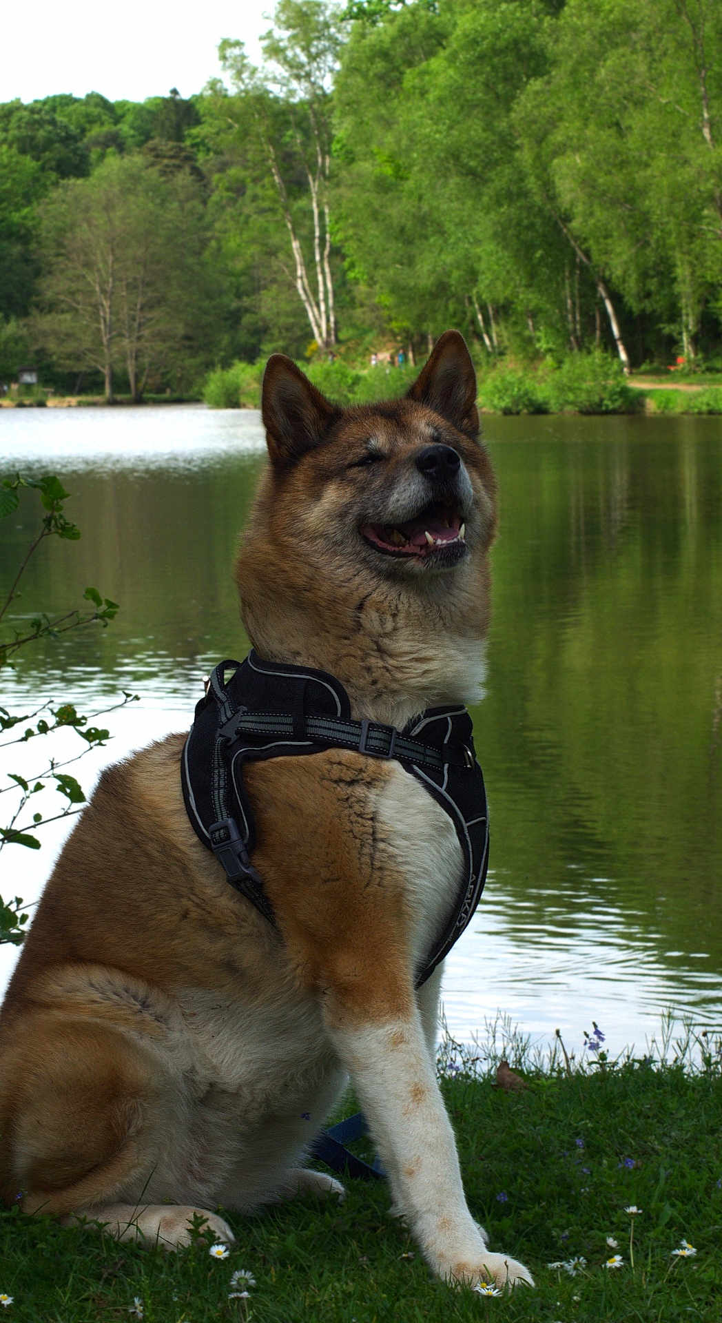 Jaïka a rejoint le concours — aidez-le/la à gagner de superbes lots ! dog, canine, pet, animal, outdoor, nature, lake, water, grass, greenery, trees, happy, smiling, harness, sitting, daylight, park, flora, mammal, scenic