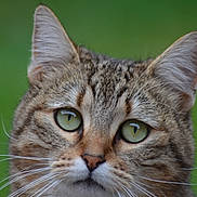 Enma a rejoint le concours — aidez-le/la à gagner de superbes lots ! cat, tabby, close_up, green_eyes, fur, whiskers, ears, portrait, animal, pet, outdoor, nature, feline, mammal, cute, alert, head, face, expression, background_blur