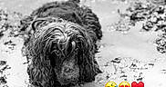 Dungo participe au concours pour gagner de l'argent avec cette photo : animal, ball, beach, canine, coast, cockerspaniel, dog, heart, mud, nature, outdoors, pet, poodle, puppy, rock, sea, shoreline, sport, terrier, water