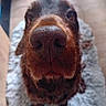 Dungo participe au concours pour gagner de l'argent avec cette photo : animal, canine, cockerspaniel, dog, hardwood, hound, labradorretriever, pet, pointer, puppy, snout, terrier, wood