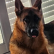 Voltige participe au concours pour gagner de l'argent avec cette photo : dog, german_shepherd, pet, indoor, window, blinds, animal, fur, ears, face, tongue, looking, resting, closeup, canine, companion, domestic, mammal, cute, portrait