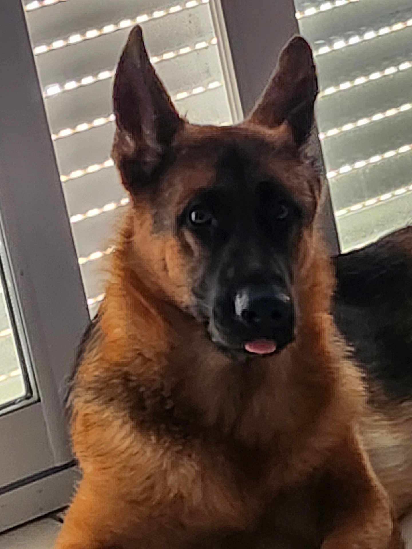 Voltige participe au concours pour gagner de l'argent avec cette photo : dog, german_shepherd, pet, indoor, window, blinds, animal, fur, ears, face, tongue, looking, resting, closeup, canine, companion, domestic, mammal, cute, portrait