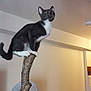 Grisette participe au concours pour gagner de l'argent avec cette photo : cat, tuxedo_cat, indoor, tree_branch, perched, orange_eyes, fan, fabric, colorful, furniture, room, household_items, pet, curious, animal, standing, claws, wood, domestic, cozy