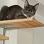 cat, gray_cat, wooden_shelf, indoor, relaxed, pet, feline, animal, resting, sleepy, ears, fur, whiskers, home_interior, wall, metal_bracket, perched, quiet, calm, domestic