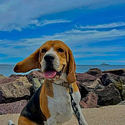 Appyh participe au concours pour gagner de l'argent avec cette photo : animal, beagle, boat, canine, clouds, collar, dog, ear_flap, happy, leash, nature, outdoor, pet, rocks, shore, sitting, sky, summer, tongue_out, water